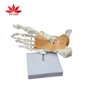 인대 해골을 가진 자연적인 크기 발 발목 합동 PVC 인간적인 해골 모형