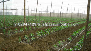 Fertilizante de fosfato de micronutriente orgánico para mejorar la fertilidad del suelo y la capacidad de humedad - Product Image 4