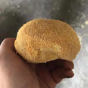 1 kg <span class=keywords><strong>de</strong></span> Hongos <span class=keywords><strong>Cabeza</strong></span> <span class=keywords><strong>de</strong></span> Oso (Monkeys Head) Cultivados, Secados y Recién Cosechados - Product Image 3