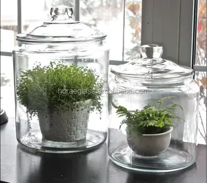 Glass Jars with Plants