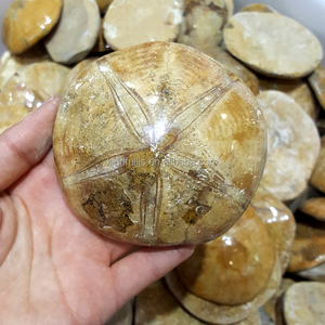 Mẫu Vật Hóa Thạch Sao Biển Hóa Thạch Tự Nhiên - Product Image 3
