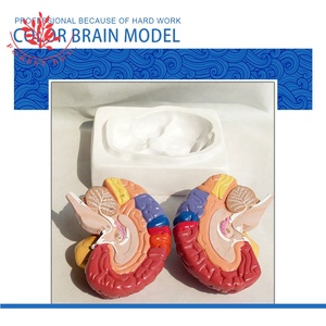 Màu sắc để distiguish một phần y tế bộ não con người mô hình - Product Image 3