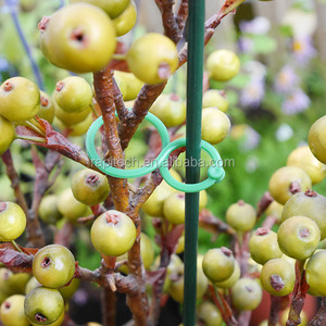 Support de plante de 50cm, Support d'orchidée en bambou naturel vert - Product Image 3