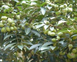 Zeytin yaprağı özü <span class=keywords><strong>oleuropein</strong></span> CAS: 10597-60-1 - Product Image 3