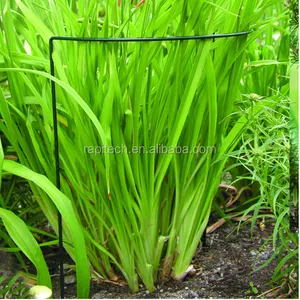 Vườn Kim Loại Hoa Stick Plant Hỗ Trợ