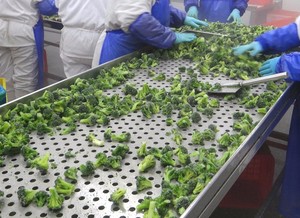 Bulk Iqf <strong>Frozen</strong> <strong>Broccoli</strong> - Product Image 6