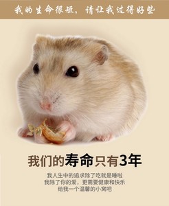 Нетоксичный натуральный живой хомяк, деревянная клетка, клетка для морской свиньи, клетка для кролика, укрытие, маленькая игровая площадка для животных - Product Image 5