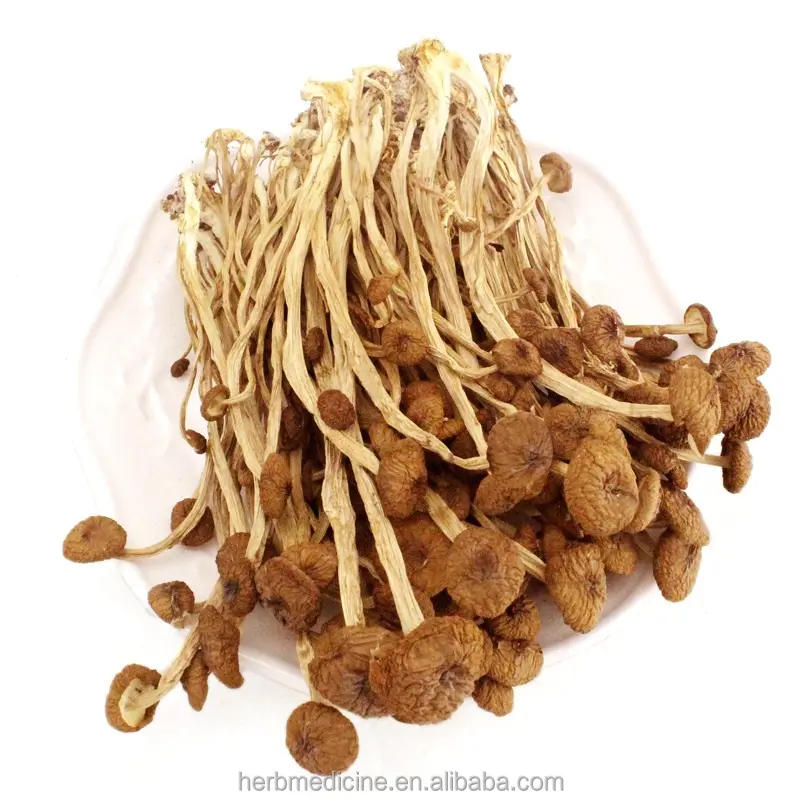 Dried Agrocybe aegerita tea tree mushroom natural agrocybe cylindracea edible