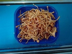 Harga Ekspor Jamur Segar <span class=keywords><strong>Cordyceps</strong></span> Militaris - Product Image 4
