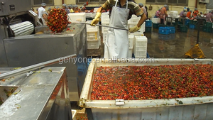 ماكينة إزالة ساق الكرز, ماكينة إزالة ساق الكرز - Product Image 4