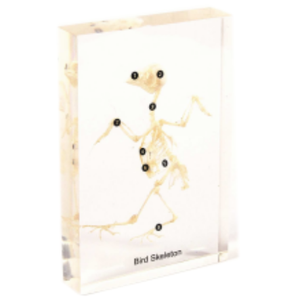 Gelsonlab HSBS-007 pájaro <span class=keywords><strong>esqueleto</strong></span> de especímenes - Product Image 1