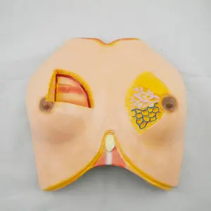 Modelo anatômico de plástico da mama feminino medica, modelo para ensino