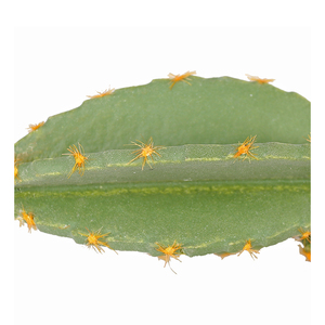 <span class=keywords><strong>Cactus</strong></span>, Decoración de casa de estilo moderno <span class=keywords><strong>cactus</strong></span> planta y succlents interior planta de <span class=keywords><strong>cactus</strong></span> - Product Image 3