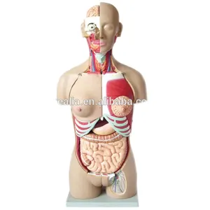 HM-BD-167 85cm duelsex exchangable torso anatomia humana modelo 28 peças