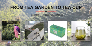Refinar té chino, precio de fábrica económico, té verde