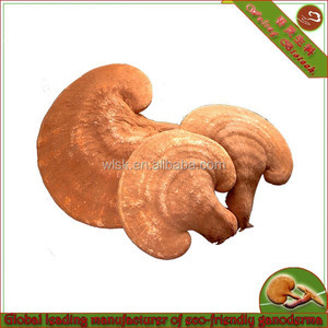 Health suplement organic reishi <span class=keywords><strong>ganoderma</strong></span> cream face - Product Image 1
