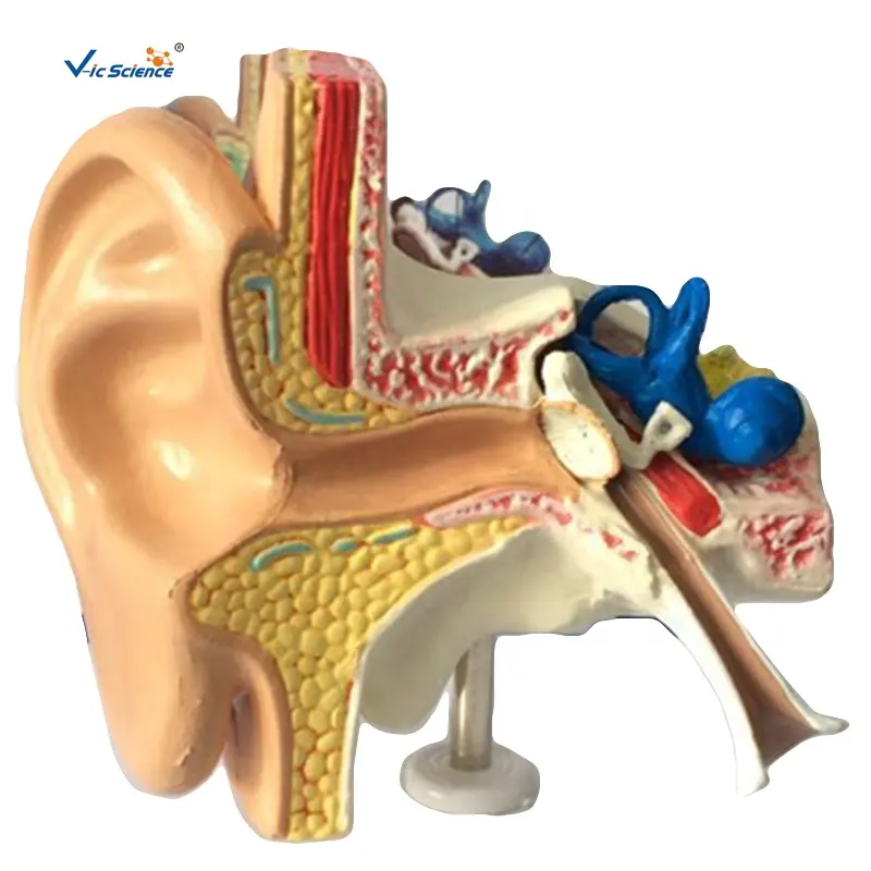 医療解剖学モデル生物学的教材耳教育モデル3D耳解剖学モデル学校機器医学