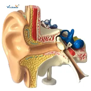 Medizinisches anatomisches Modell Biologische Lehrmittel Ohr Bildungs modell 3d Ohr anatomie Modell Schul ausrüstung Medizin wissenschaft