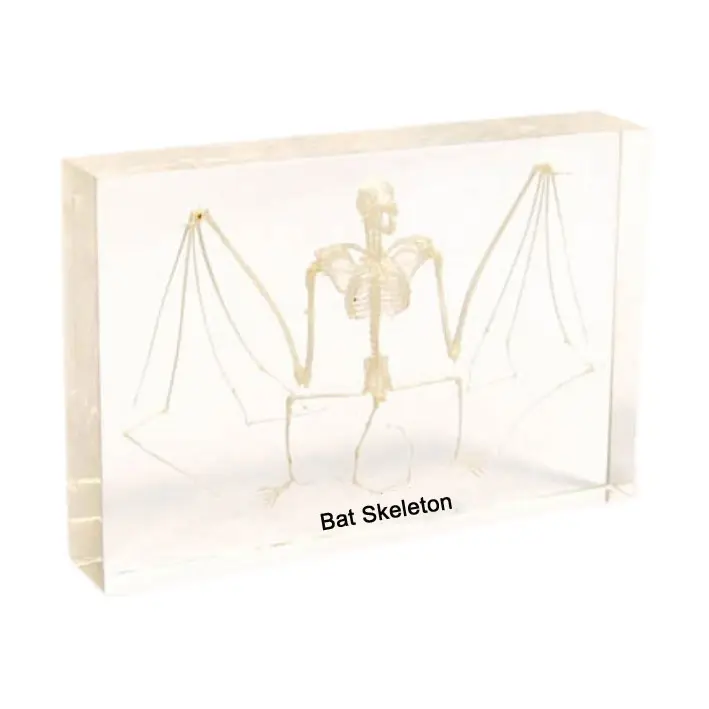 Gelsonlab HSBS-005 Bat skeleton nhúng sinh học mẫu