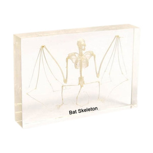 Gelsonlab HSBS-005 Bat <span class=keywords><strong>skeleton</strong></span> nhúng sinh học mẫu - Product Image 1