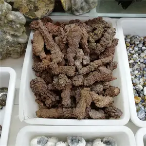 Grosir Natural Dinosaurus Kotoran Fosil Penyembuhan Kristal Dekorasi Fosil Dinosaurus Batu untuk Dijual