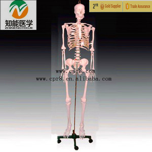 Fábrica de Venta Directa 180 cm Anatómico Modelo de <span class=keywords><strong>Esqueleto</strong></span> Humano - Product Image 1
