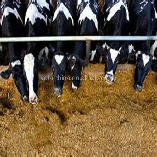 mucca mangimi per bovini da latte mangimi mangimi biologici