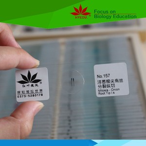 Individual diapositiva <span class=keywords><strong>mitosis</strong></span>-cebolla raíz punta L. S. Biología <span class=keywords><strong>mitosis</strong></span> preparado diapositivas para la enseñanza de la escuela - Product Image 1