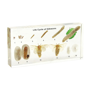 Gelsonlab HSBS-058 एक्रिलिक जीवन चक्र की रेशमकीट नमूना एम्बेडेड जैविक नमूनों - Product Image 2