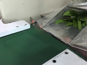 Taichuan <strong>Flow</strong> <strong>Wrapper</strong> Auomation Iceberg Lettuce Lettuce Packing <strong>Machine</strong> - Product Image 3