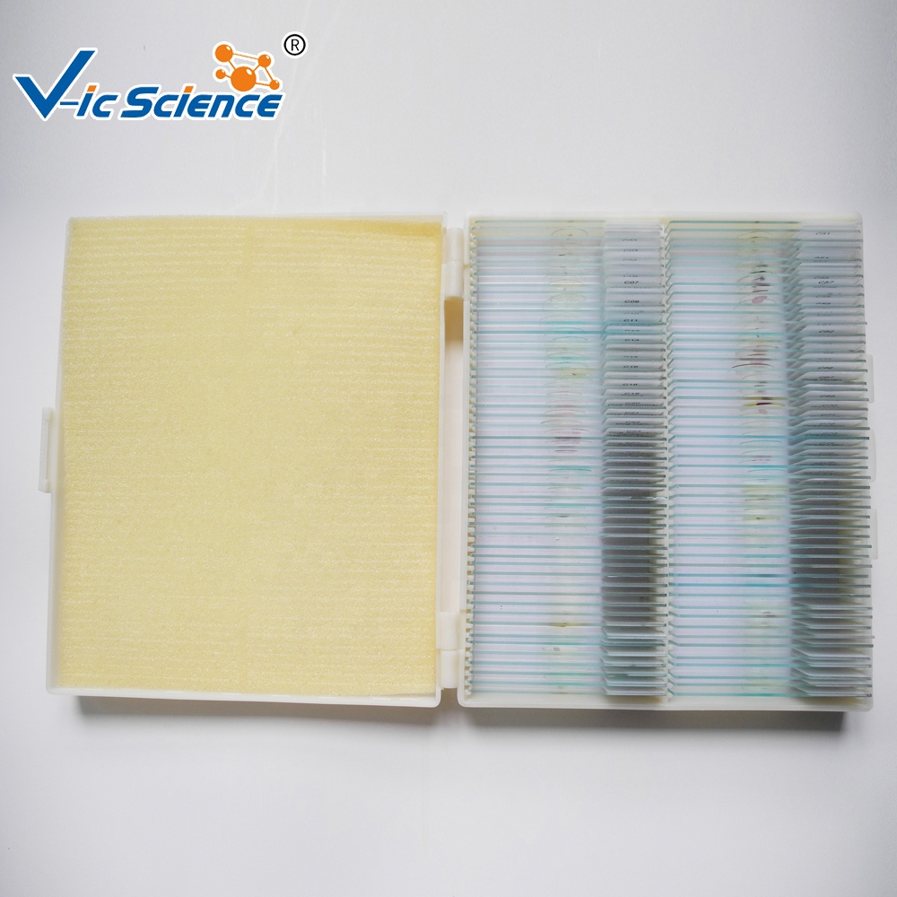 100 шт. человеческие волосы патологий подготовлены шлепанцы без задника с открытыми пальцами для студентов-Гистология слайд