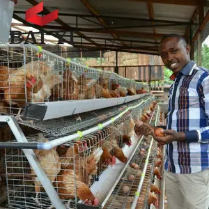 Multi - tier brooder pollo gabbia