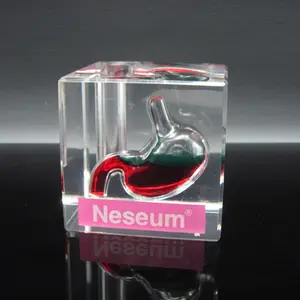 Acrylic Stomach Paperweight Liquid Filled Paperweight Factory