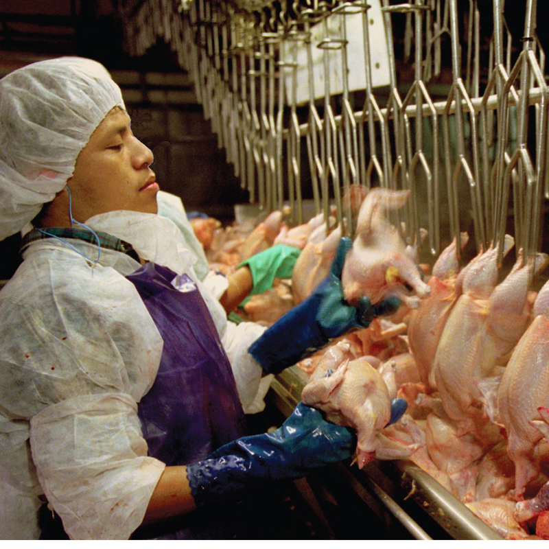 清真自动鸡屠宰场高容量加工线屠宰规模避免燃烧家禽身体秤 - buy