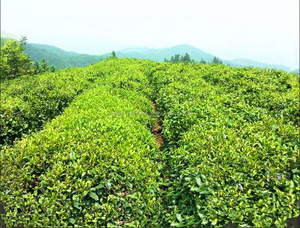 0,6 kg 2015 chino tradicional Anhua pastel de Té oscuro Qian Liang Bing <span class=keywords><strong>Cha</strong></span> - Product Image 6