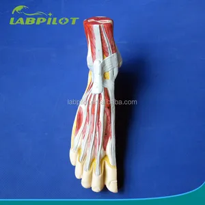 Modèle automatique d'anatomie du pied séparation, modèle d'optométrie pour la Section massage médiéval