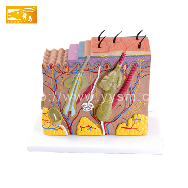 Модель кожи на заказ, оптовая продажа с фабрики, Школьное образовательное анатомическое моделирование кожи