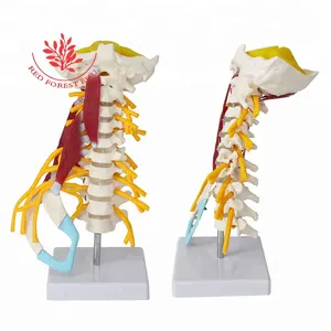 3 Types de colonne vertébrale avec muscle, tige cérébrale, vaisseau sanguin Humain grandeur nature 7 parties des vertèbres cervicales du cou