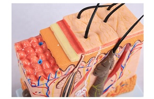Modello Anatomico della <span class=keywords><strong>Pelle</strong></span> <span class=keywords><strong>Umana</strong></span> con Capelli, Modello Ingrandito della Struttura del Tessuto Cutaneo - Product Image 3