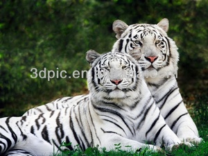 <span class=keywords><strong>Cuadro</strong></span> Decorativo <span class=keywords><strong>de</strong></span> Galería <span class=keywords><strong>de</strong></span> Arte, Tigre Blanco, Imagen Animada en 3D - Product Image 2
