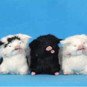White Color small size guinea pig Pepa - Product Image 2