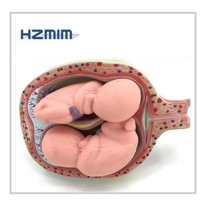 Modèle d'anatomicla d'embryon 8 pièces, développement d'automatique, modèle en 8 étapes - Product Image 3