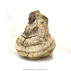 Hongo Entero Seco a la Venta, Fomitopsis Officinalis Natural - Product Image 3