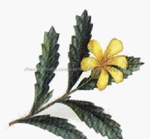 Gmp naturel de haute qualité Damiana extrait / Damiana leaf Extract / Damiana poudre d'extrait de feuille - Product Image 3