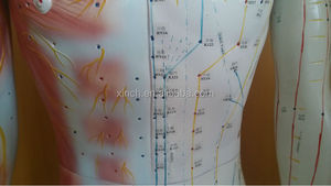 yaşam boyutu 180 cm akupunktur modeli musucle - Product Image 3