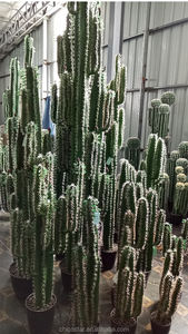 ต้นกระบองเพชรพืชอวบน้ำ,ต้นไม้กระบองเพชรประดิษฐ์ต้นกระบองเพชรสำหรับตกแต่งบ้านและตลาดห้างสรรพสินค้า - Product Image 6