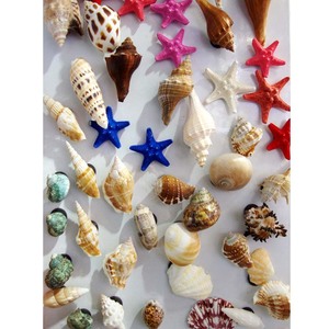 Magneti Assortiti con Conchiglie Naturali, Magneti per Frigorifero con Vere Conchiglie Marine - Product Image 1