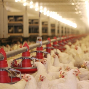 자동 피더 닭 바닥 가금류 농장 집 동물 장비 육계 피드 닭 피더/팬 공급 시스템 육계 - Product Image 3