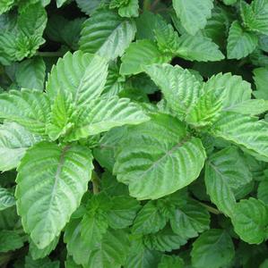 Materiale per Gelatina di Fagioli di Grado Alimentare, Piante Intere Selvatiche <span class=keywords><strong>Essiccate</strong></span> Naturali Mesona Chinensis per <span class=keywords><strong>Verdure</strong></span> Secche - Product Image 5