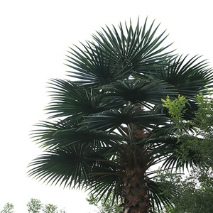 Ấn Độ chống UV chống cháy ngoài trời trang trí nhân tạo ngày washingtonia cây cọ - Product Image 5